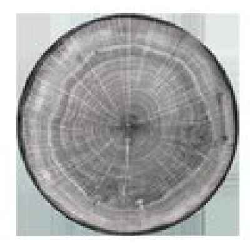 WDNNPR15BG Тарелка "Coupe" круглая d=15 см., плоская, фарфор,цвет серый, WoodArt